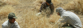 کارگران کشاورزی ایران