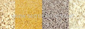 برنج مصنوعی به بازار آمد/ دکتر پرویز قدیریان