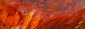 ماهی قرمز کوچولو/دوستداران وفا