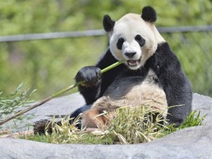 پاندای باغ وحش تورنتو در حال صرف غذای مورد علاقه اش، بامبو 