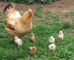 hen-&-baby-chicken