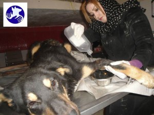 ژیلا پورایرانی مدیر پناهگاه پردیس در حال درمان یکی از سگ ها