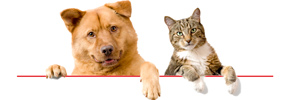 اهمیت تشخیص و درمان به موقع سنگهای مجاری ادرار در سگ و گربه خانگی/ دکتر داور بناب