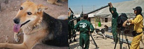 راه های کمک به حیوانات بی سرپرست در ایران