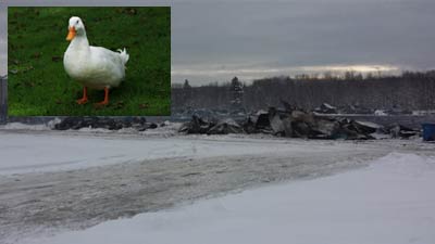 پنجاه هزار اردک در یک آتش سوزی بزرگ جان باختند