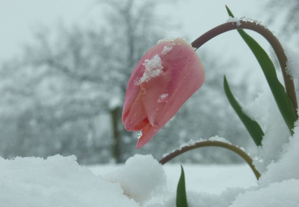 winter-flower-H5
