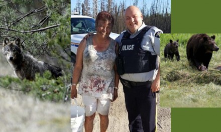 نجات زن کانادایی از چنگال گرگ به همت خرس