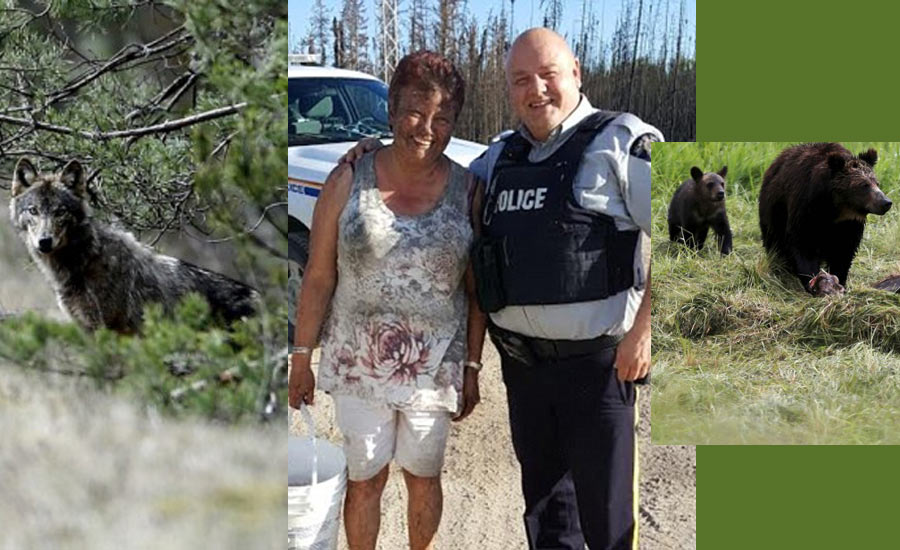 نجات زن کانادایی از چنگال گرگ به همت خرس