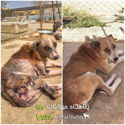 سگ های گیلان قبل و بعد از درمان 