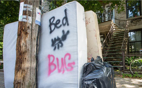 montreal-bed-bug