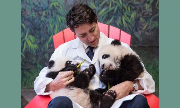 یک ساله شدن پانداهای دوقلوی باغ وحش تورنتو