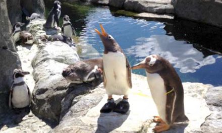 هفت پنگوئن در باغ وحش کلگری غرق شدند