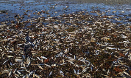 مرگ مشکوک هزاران موجود دریایی در سواحل نوا اسکوشیا