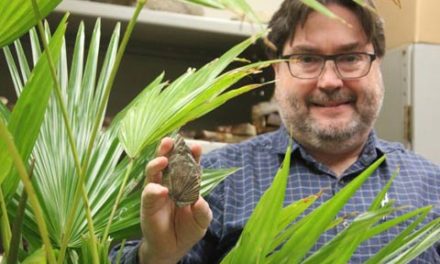 کشف یک گونه خرمای ماقبل تاریخ در کانادا