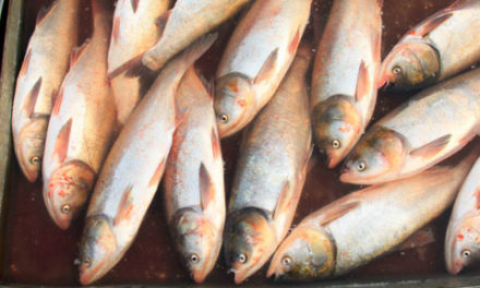 ازدیاد ماهی آمور در دریاچه های بزرگ آمریکا و کانادا