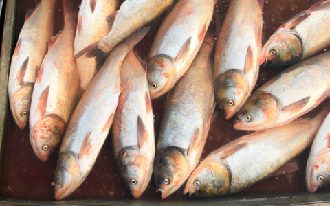 ازدیاد ماهی آمور در دریاچه های بزرگ آمریکا و کانادا