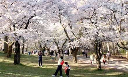 شکوفه های گیلاس در “های پارک” تورنتو