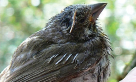 گسترش عفونت کشنده در میان پرنده ها در شرق کانادا