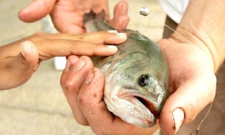 تجمع داروهای ضدافسردگی انسانی در مغز ماهی های رودخانه نیاگارا