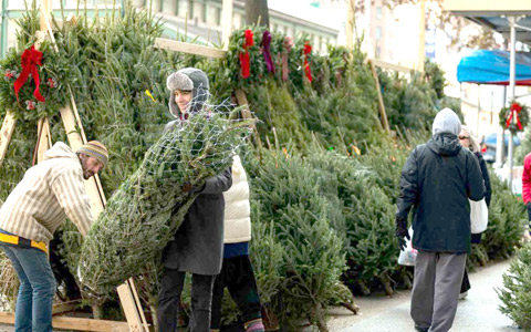 افزایش قیمت درخت های کریسمس به دلیل کاهش عرضه
