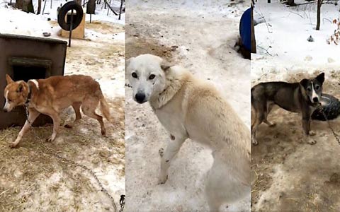 وضعیت ناگوار سگ های سورتمه رانی در انتاریو