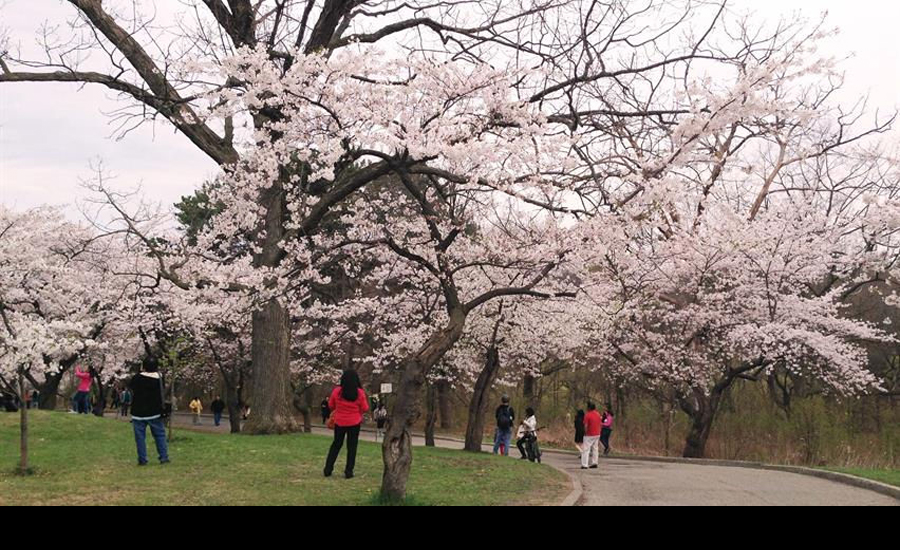 با گرم شدن هوا دیدن شکوفه های گیلاس را در های پارک تورنتو از دست ندهیم