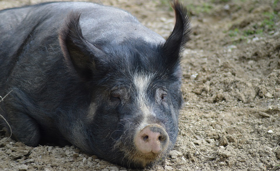 خوک مزاحم در اوهایو دستگیر شد