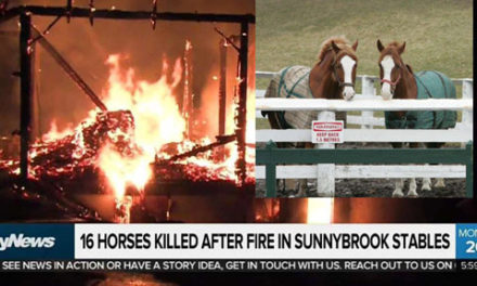 کشته شدن ۱۶ اسب در آتش سوزی اصطبل پارک سانی بروک