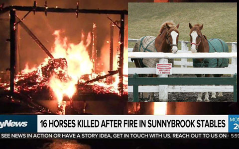 کشته شدن ۱۶ اسب در آتش سوزی اصطبل پارک سانی بروک