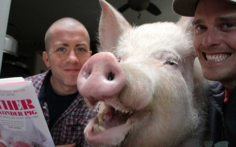 حیوانات بیمار کانادا زندگی شان را مدیون یک خوک هستند