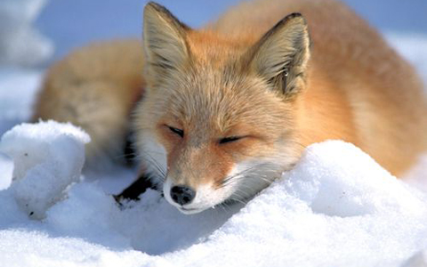 نجات روباه قطبی از روی یخ های شناور