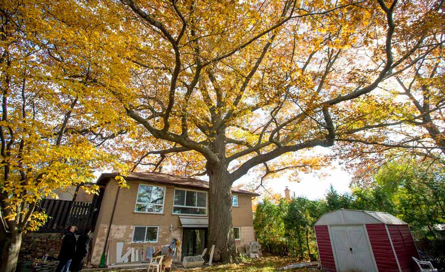 قدیمی ترین درخت تورنتو نجات پیدا می کند