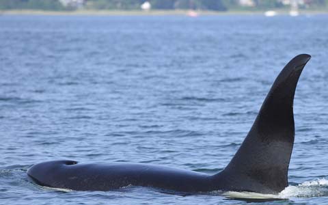 آکروبات بازی یک نهنگ شکارچی جاذبه ی توریستی این روزهای ونکوور
