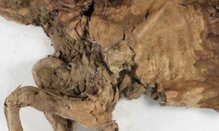 کشف جسد مومیایی شده ی دوحیوان عصر یخی در یوکون