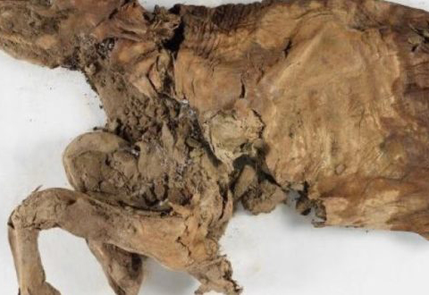 کشف جسد مومیایی شده ی دوحیوان عصر یخی در یوکون