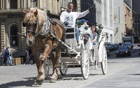 کالسکه سواری در مونترال و تبعات آن برای اسب های بی گناه