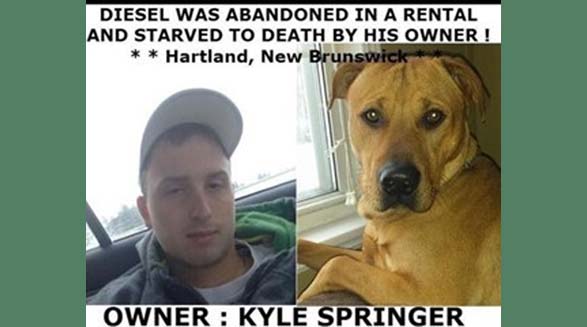 قاتل سگ در نیوبرانزویک دستگیر شد