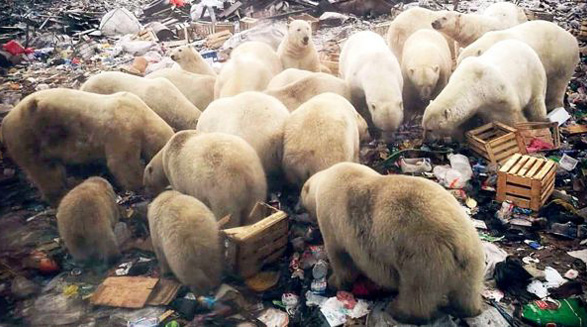 حمله ی خرس های قطبی به شهری در شمال روسیه
