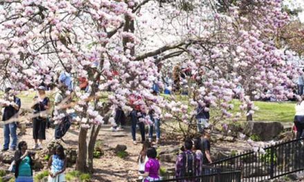 شکوفه های گیلاس تورنتو امسال کمی با تأخیر باز می شود