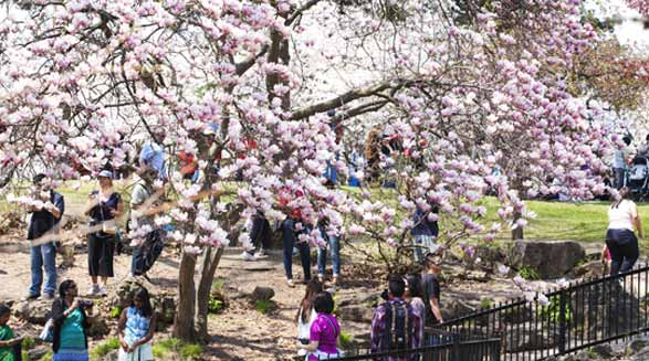 شکوفه های گیلاس تورنتو امسال کمی با تأخیر باز می شود