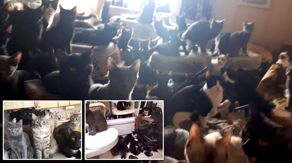 کشف ۳۰۰ گربه در آپارتمانی در نورت یورک