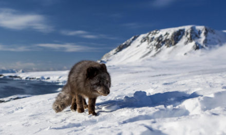 سفر طولانی روباه قطبی از نروژ به کانادا