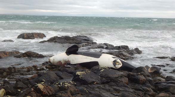آب و غذای آلوده عامل مرگ و نابودی نهنگ های شکارچی
