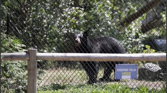 حمله ی خرس سیاه به دختر جوان در باغ وحش ونکوور