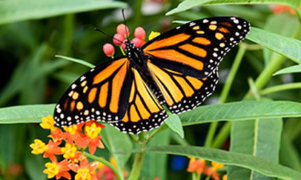 افزایش پروانه های سلطنتی در تورنتو